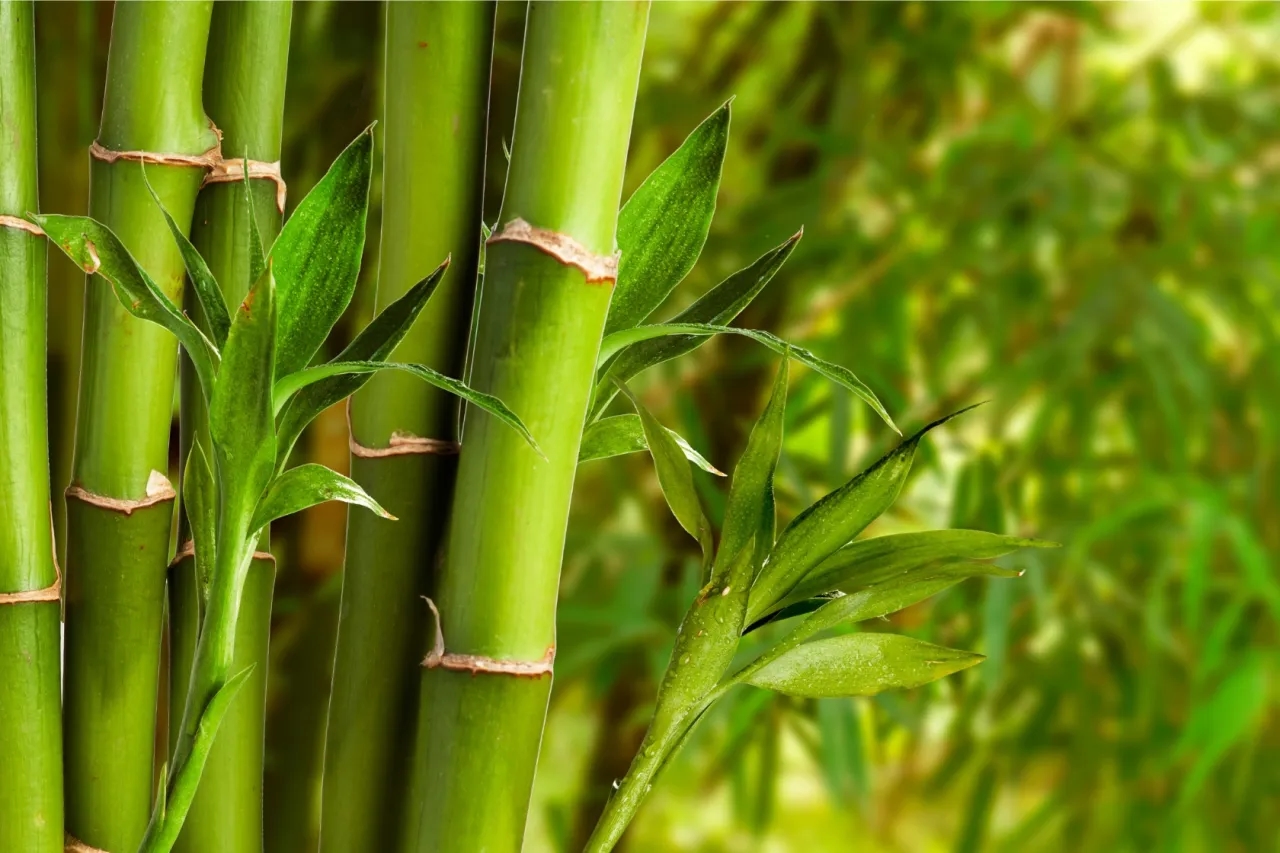 Czy można malować bambus? Oto wszystko, co musisz wiedzieć!